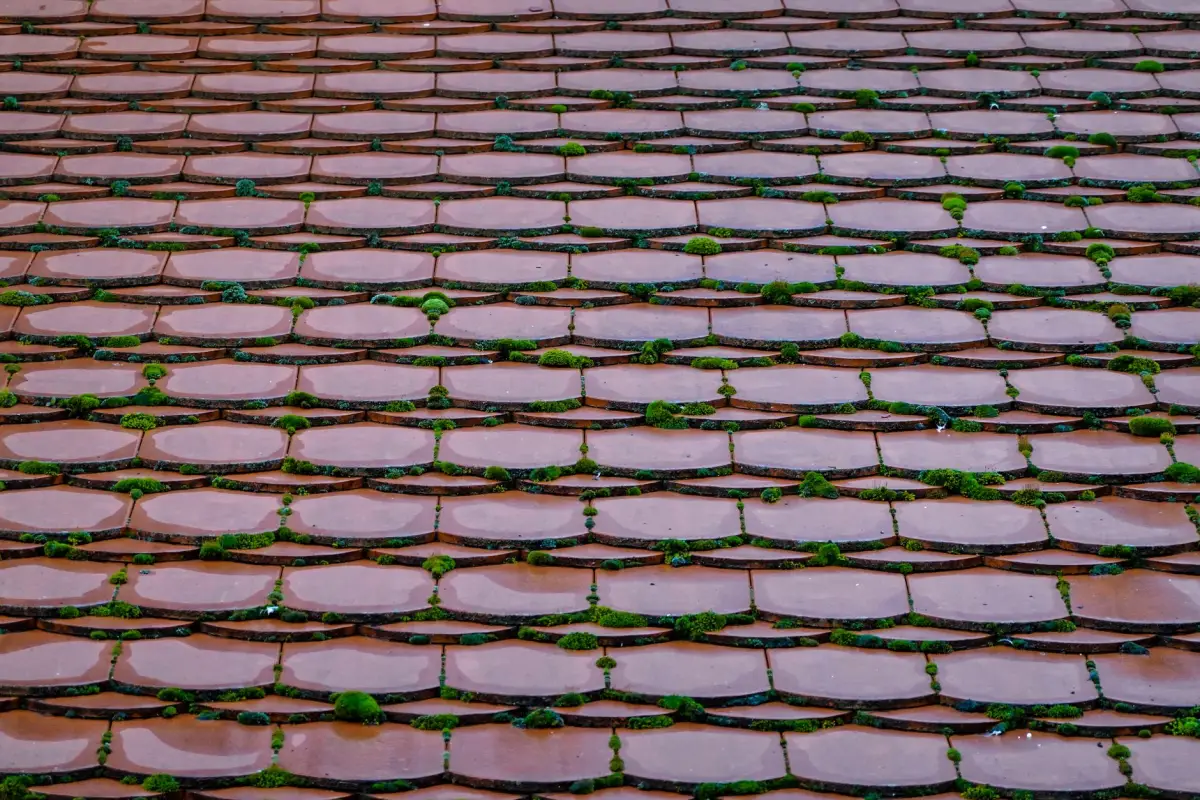 Toiture en tuiles envahie par la mousse avant nettoyage